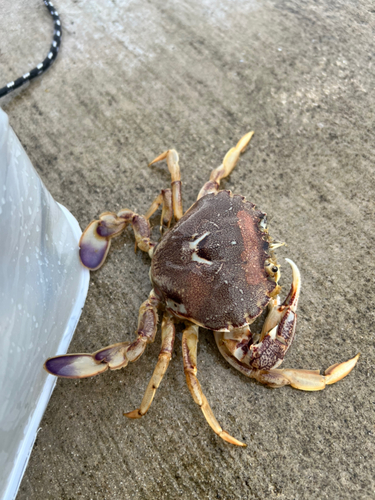 カニの釣果