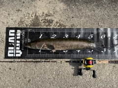 ライギョの釣果