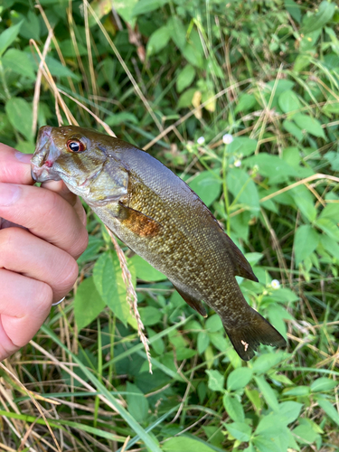 スモールマウスバスの釣果