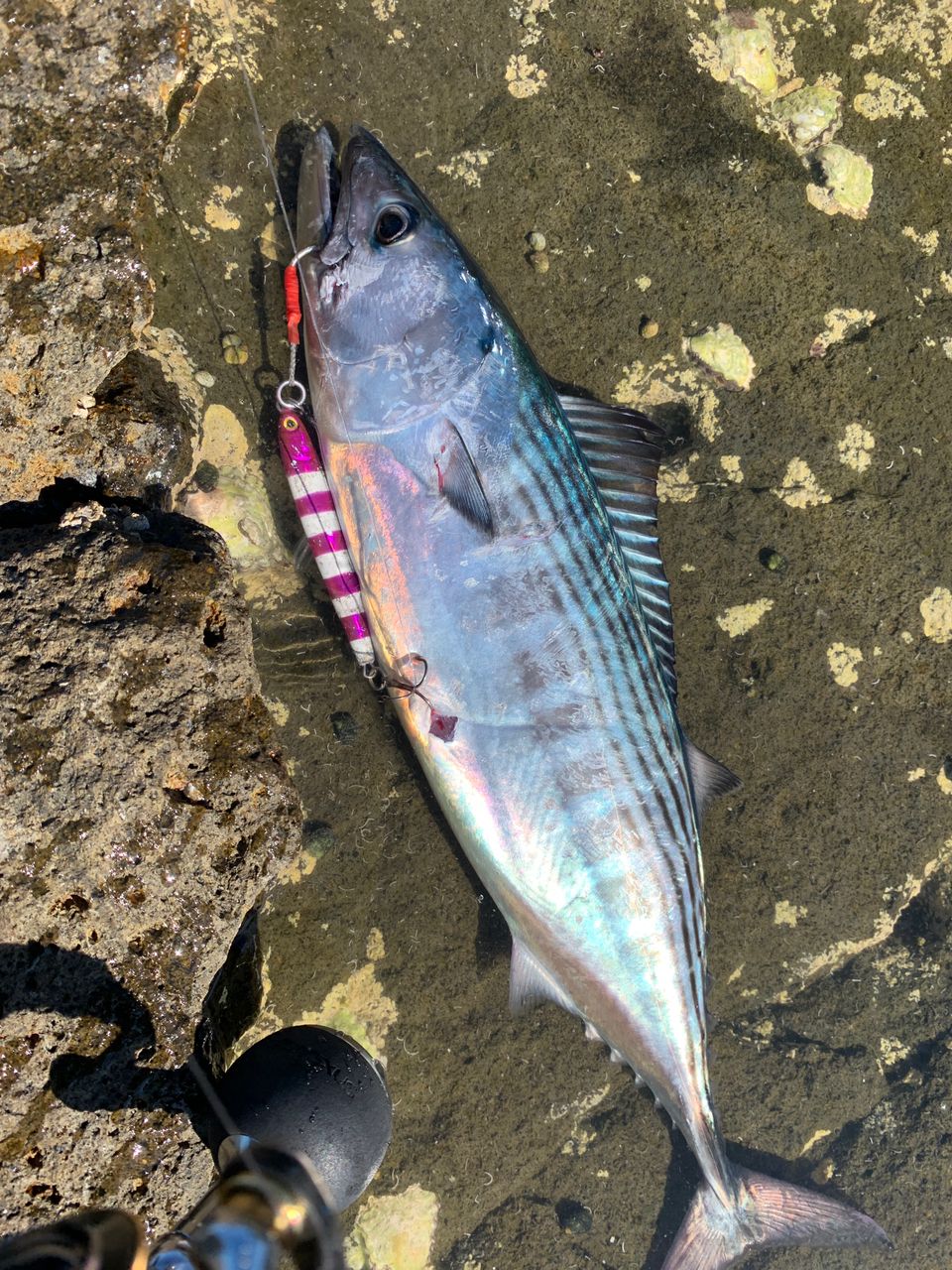 ハガツオ