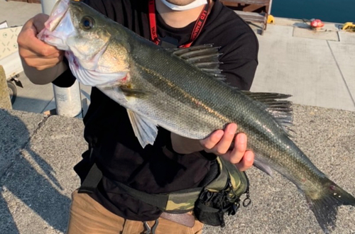 スズキの釣果