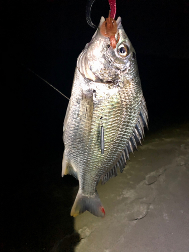 キビレの釣果