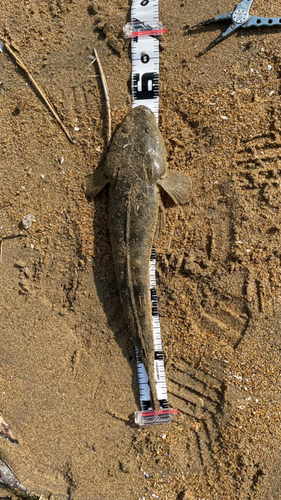 マゴチの釣果