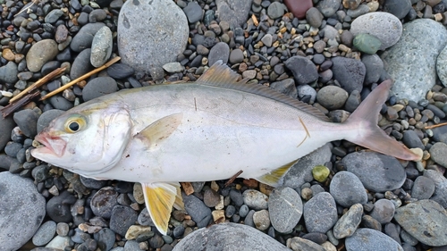 ショゴの釣果