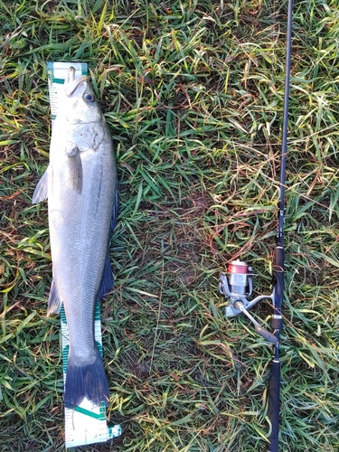 スズキの釣果