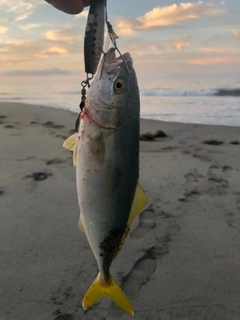 ワカシの釣果