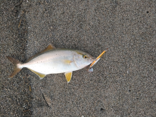 ショゴの釣果