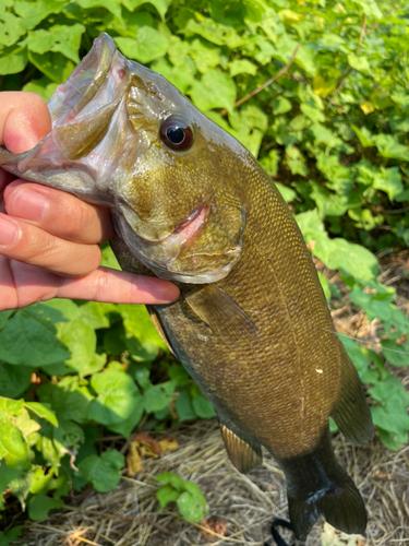 スモールマウスバスの釣果