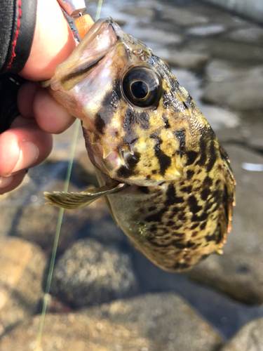 クロソイの釣果