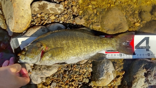 スモールマウスバスの釣果