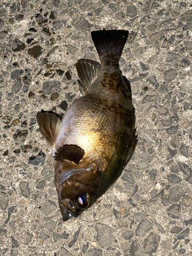 メバルの釣果