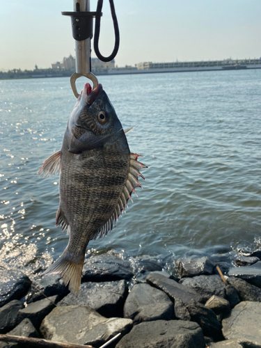 チヌの釣果