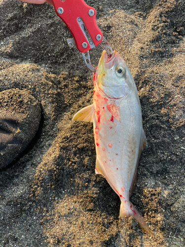 ワカシの釣果