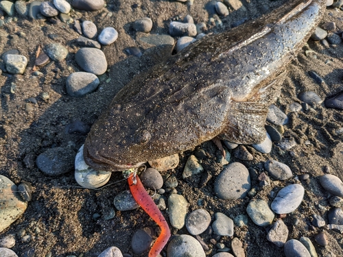 マゴチの釣果