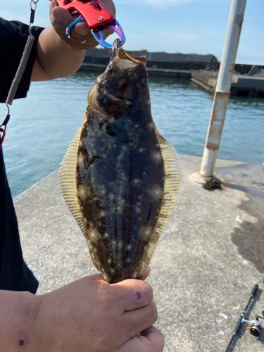 ヒラメの釣果