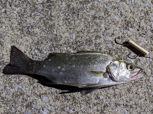 セイゴ（ヒラスズキ）の釣果