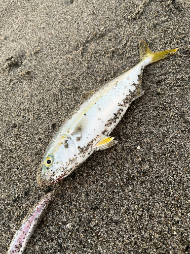 ワカシの釣果