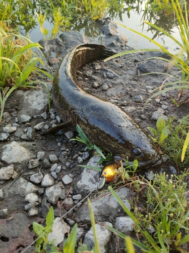 ライギョの釣果