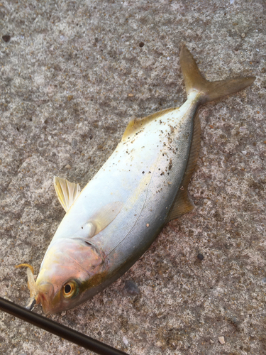 ショゴの釣果