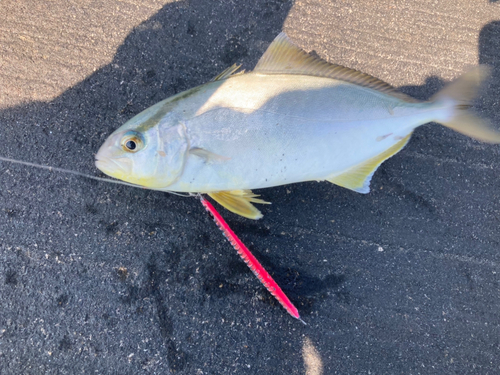 ショゴの釣果