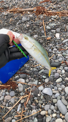 ワカシの釣果