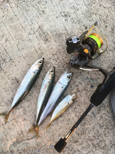 サバの釣果