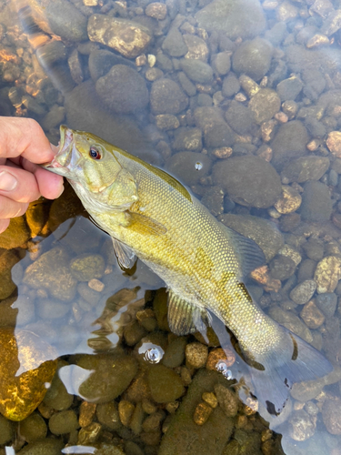 スモールマウスバスの釣果