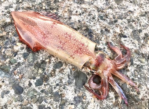 ケンサキイカの釣果