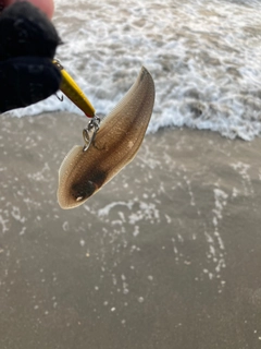 シタビラメの釣果