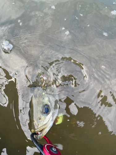 スズキの釣果