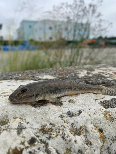 マハゼの釣果