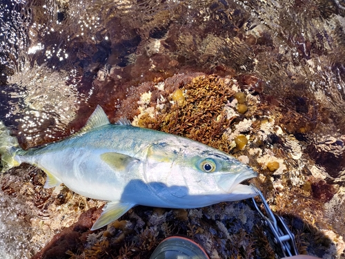 フクラギの釣果