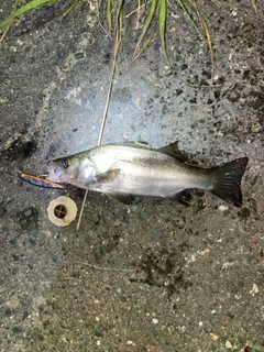 セイゴ（マルスズキ）の釣果