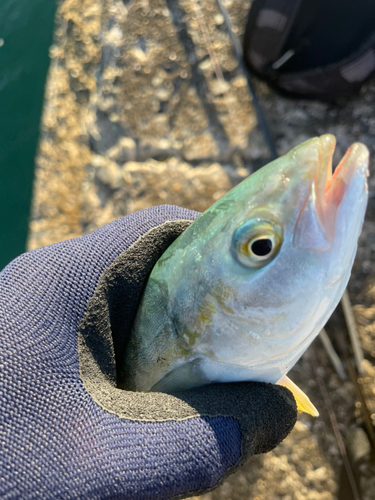 ツバスの釣果