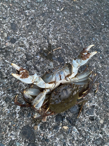 ワタリガニの釣果