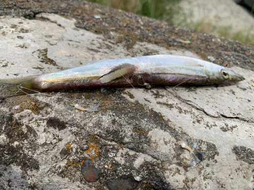 アカカマスの釣果