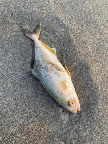 ショゴの釣果