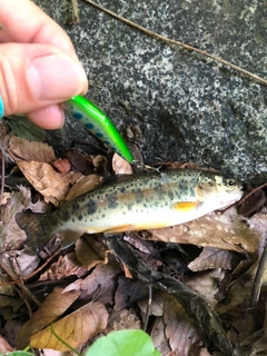 ニジマスの釣果