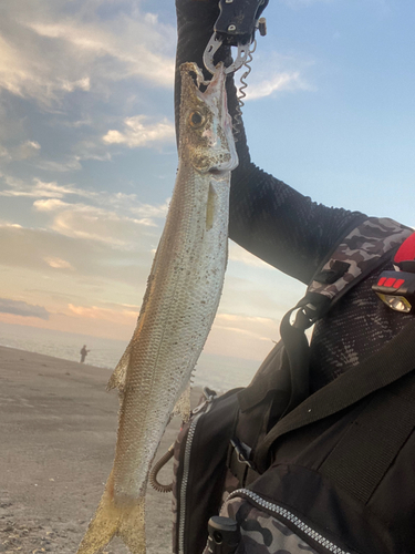 カマスの釣果