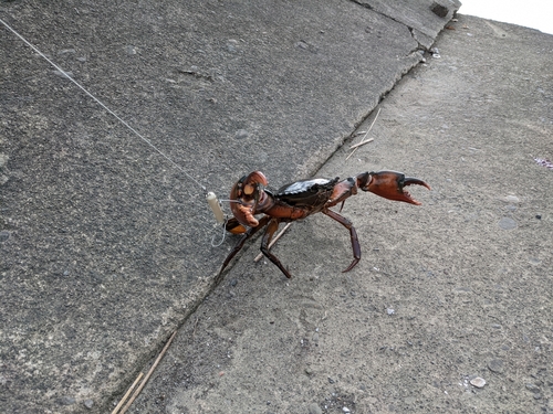 ノコギリガザミの釣果