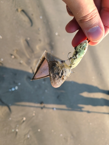 シタビラメの釣果