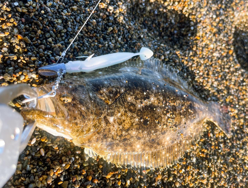 ソゲの釣果