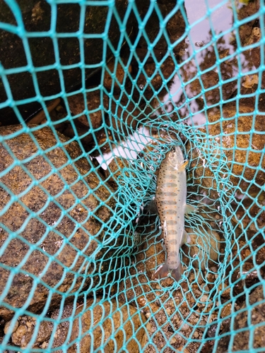 アマゴの釣果