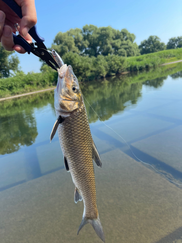 ニゴイの釣果