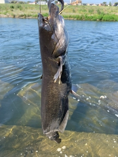 ナマズの釣果