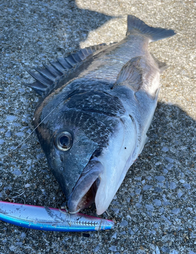 チヌの釣果