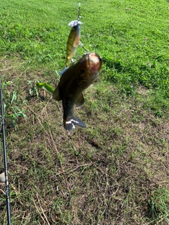 スモールマウスバスの釣果