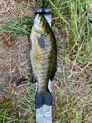 スモールマウスバスの釣果