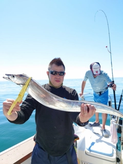 タチウオの釣果