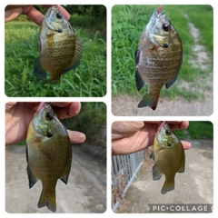 ブルーギルの釣果